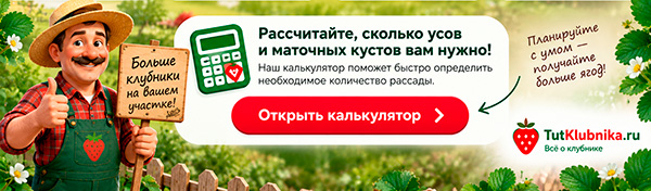 Усы клубники: какие бывают, какие выбирать для размножения и сколько оставлять