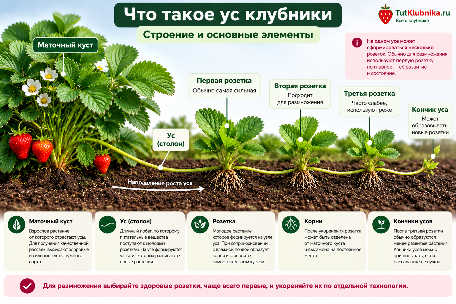 усы клубники графика